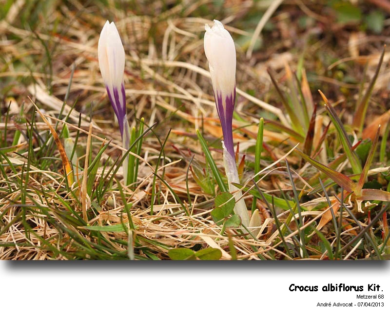 Crocus albiflorus Kit. dans les Vosges #30502