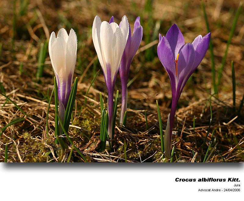 Crocus albiflorus Kit. dans les Vosges #3855