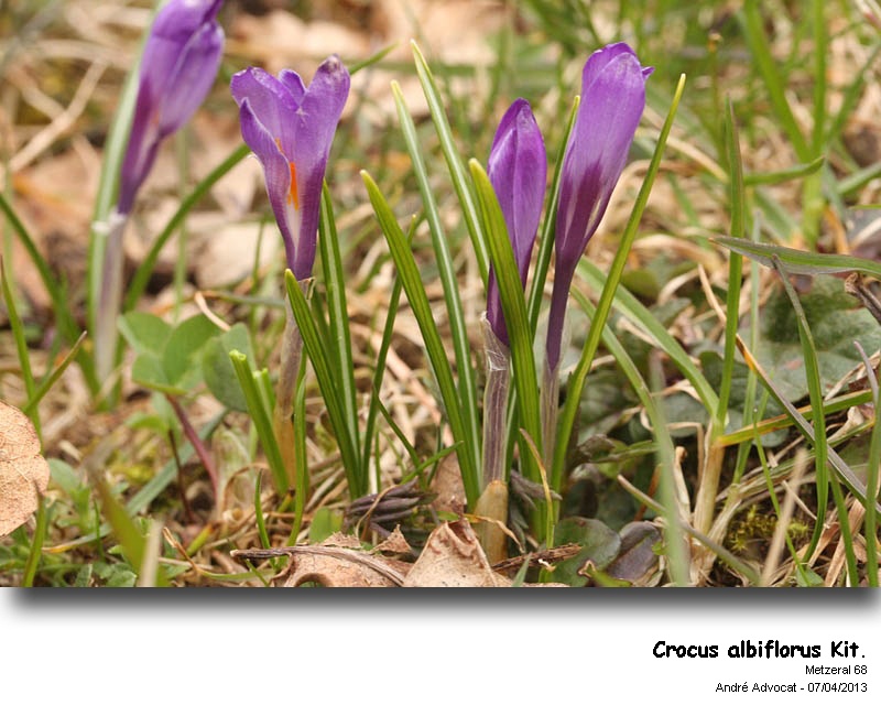 Crocus albiflorus Kit. dans les Vosges #30501