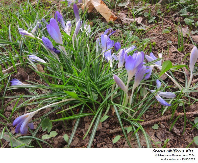 Crocus albiflorus Kit. dans les Vosges #69739