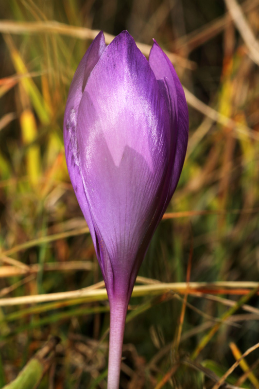 Crocus ligusticus M.G. Mariotti - Crocus de Ligurie #24848