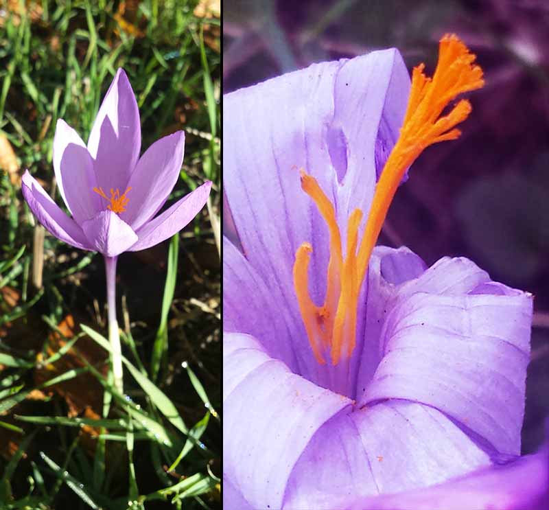 Crocus nudiflorus Sm. ,1798 #47833