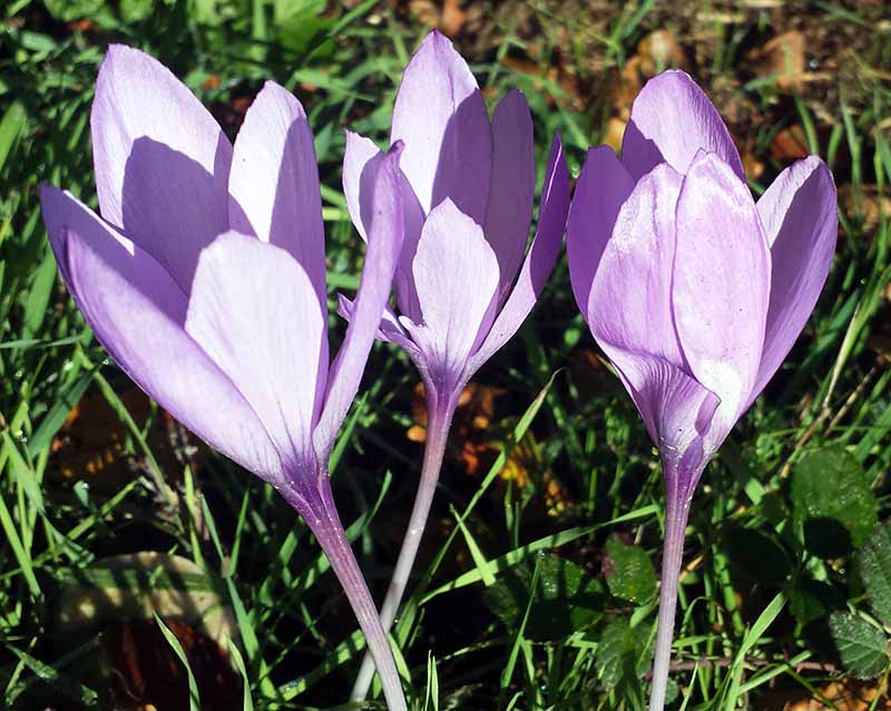 Crocus nudiflorus Sm. ,1798 #47834