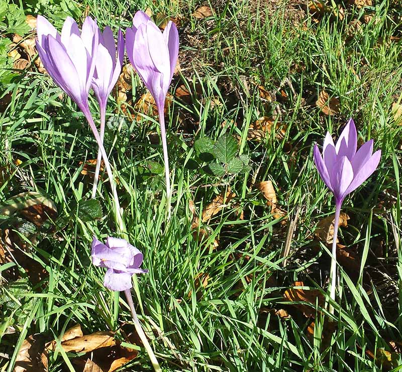 Crocus nudiflorus Sm. ,1798 #47832
