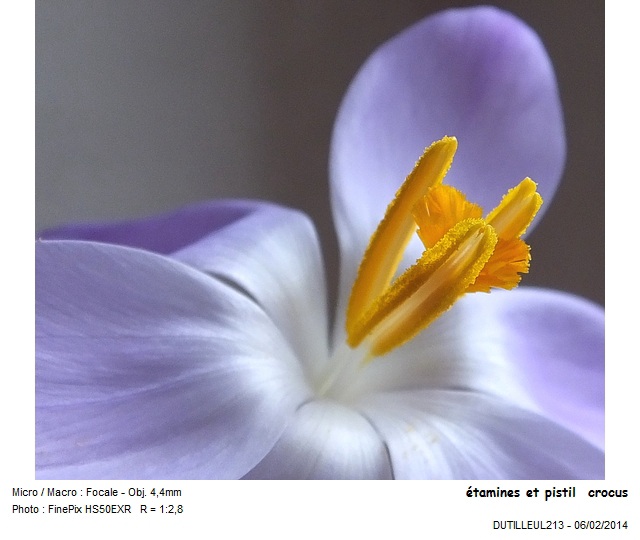 CROCUS VERNUS -CROCUS #36197
