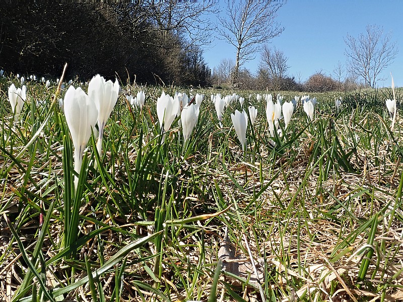 Crocus vernus ssp. albiflorus Kitaibel #58433