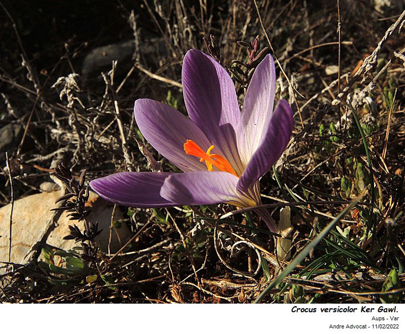 Crocus versicolor Ker Gawl #69661