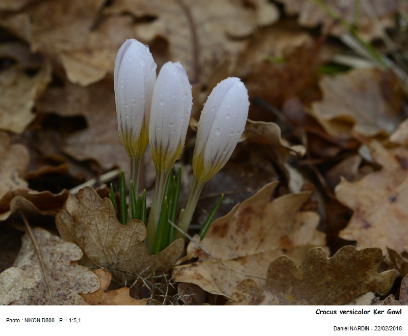 Crocus versicolor Ker Gawl #53901