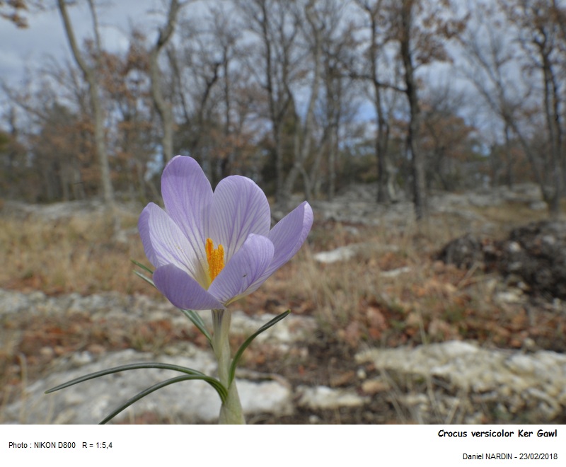 Crocus versicolor Ker Gawl #53905