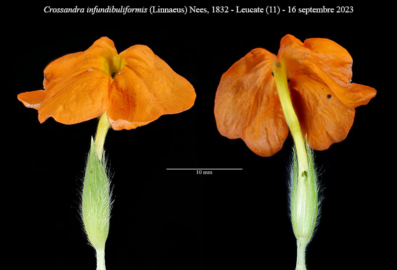 Crossandra infundibuliformis #76518