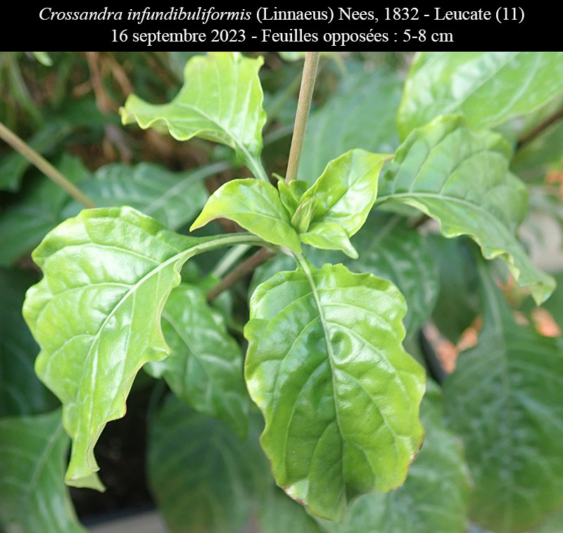Crossandra infundibuliformis #76514