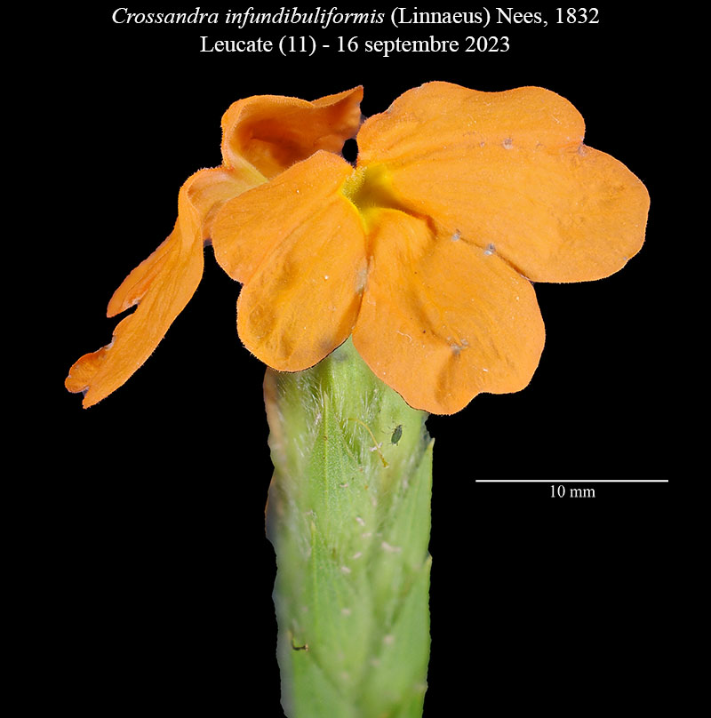 Crossandra infundibuliformis #76517