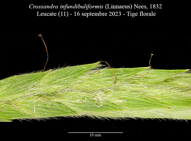 Crossandra infundibuliformis #76519