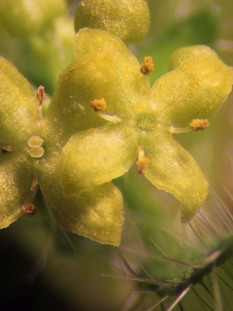 Cruciata laevipes opitz- Croisette commune #62628