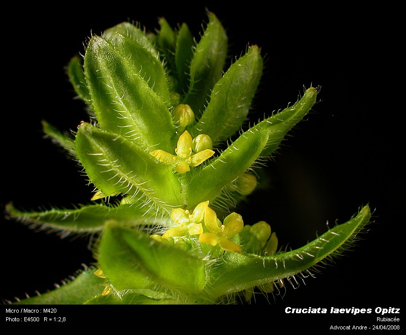 Cruciata laevipes Opitz (La croisette) #3490