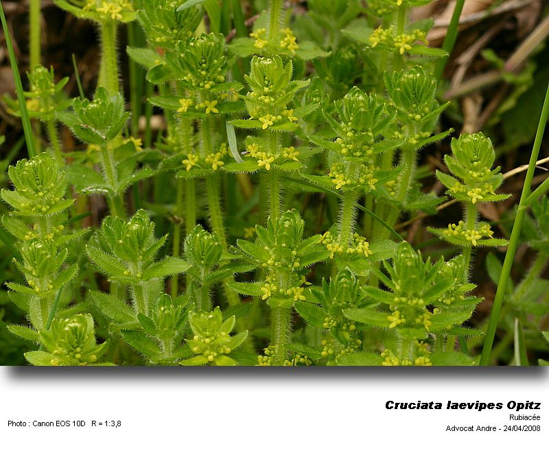 Cruciata laevipes Opitz (La croisette) #3489