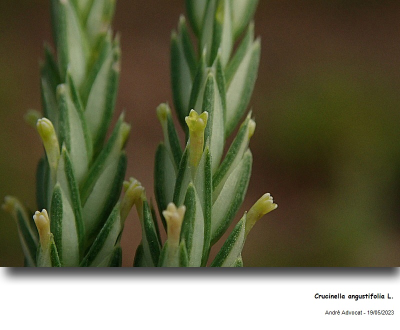 Crucinella angustifolia L. #74792