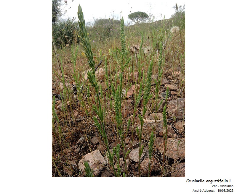 Crucinella angustifolia L. #74790