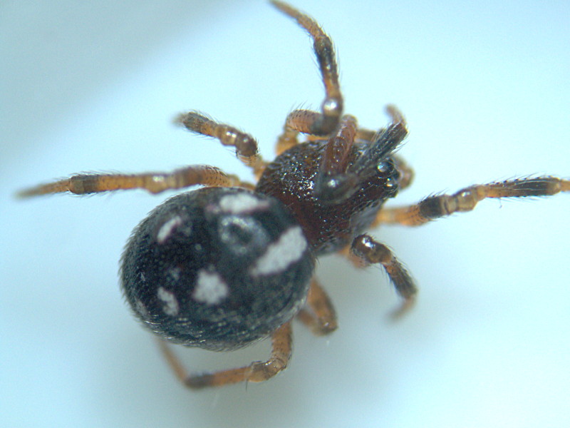 Crustulina guttata (Wider) - Theriididae #11341