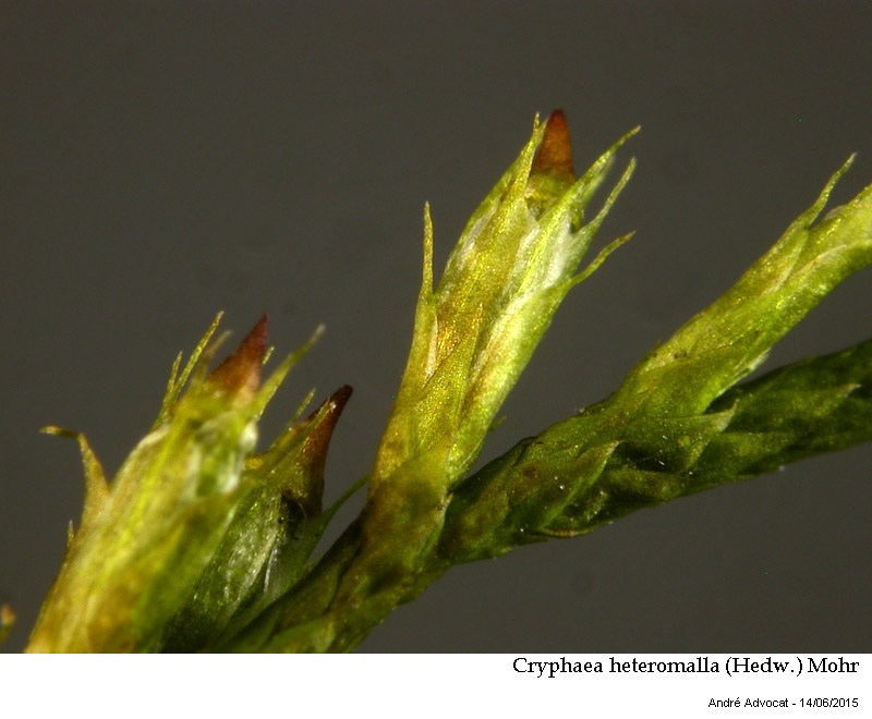 Cryphaea heteromalla (Hedw.) Mohr #41911