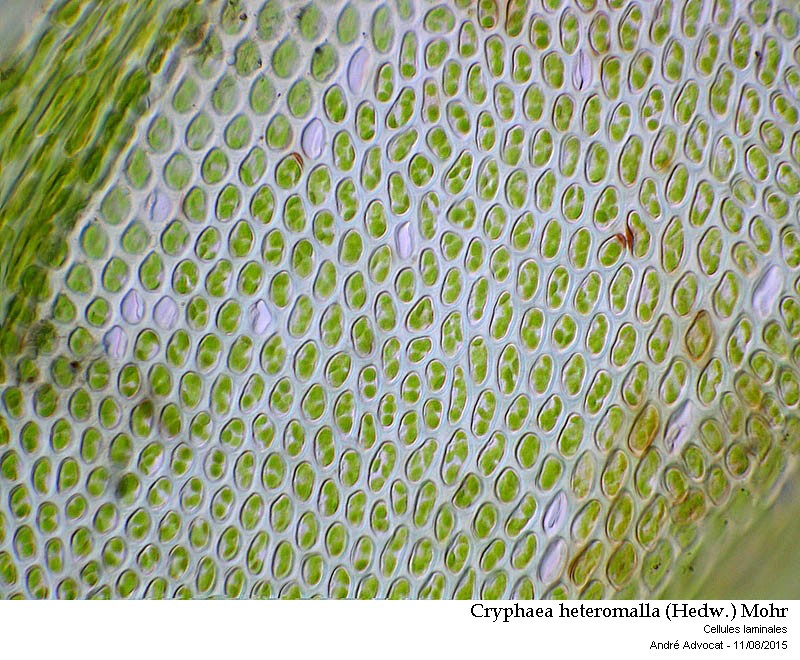 Cryphaea heteromalla (Hedw.) Mohr #41913