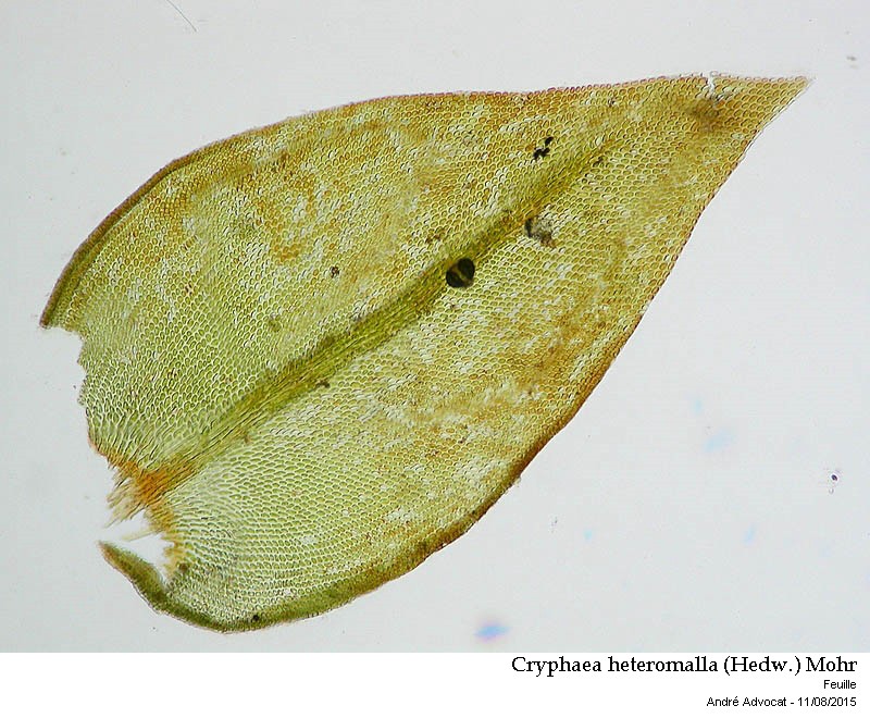 Cryphaea heteromalla (Hedw.) Mohr #41912
