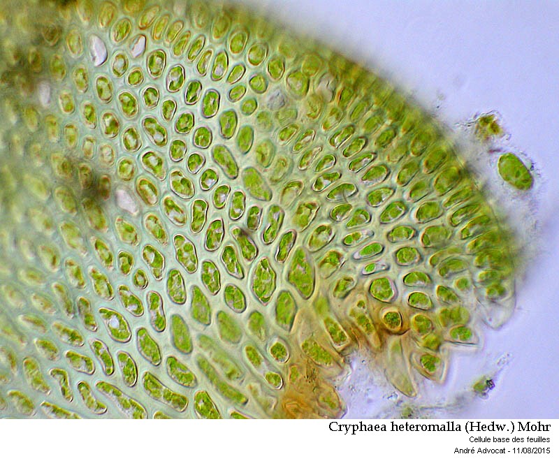 Cryphaea heteromalla (Hedw.) Mohr #41914