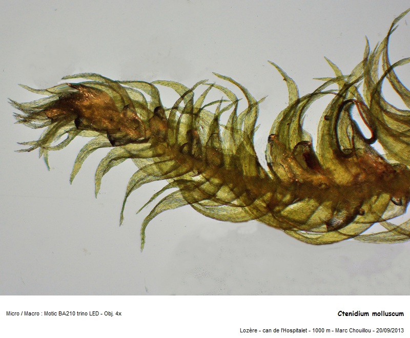 Ctenidium molluscum (Hedw.) Mitt. #35758