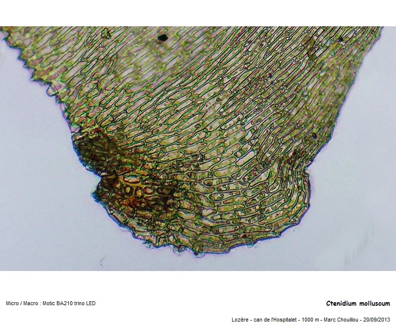 Ctenidium molluscum (Hedw.) Mitt. #35762