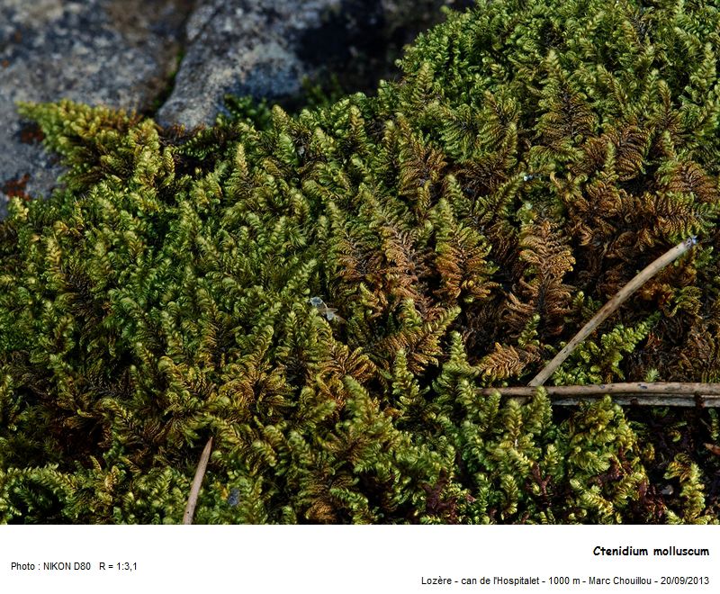 Ctenidium molluscum (Hedw.) Mitt. #35755