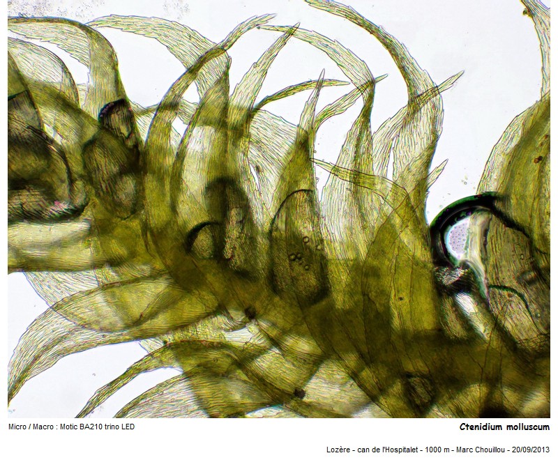 Ctenidium molluscum (Hedw.) Mitt. #35759
