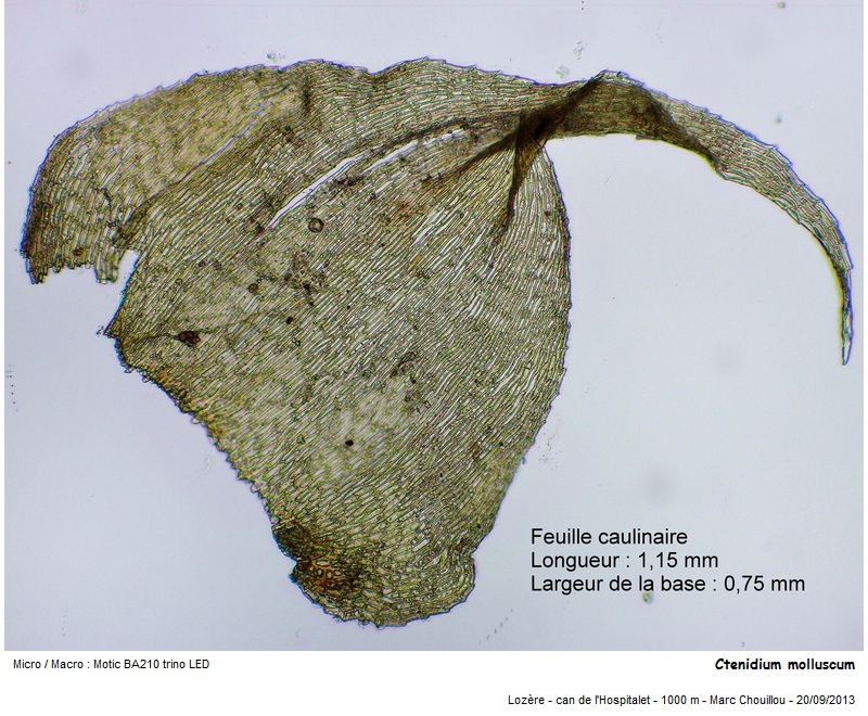 Ctenidium molluscum (Hedw.) Mitt. #35761