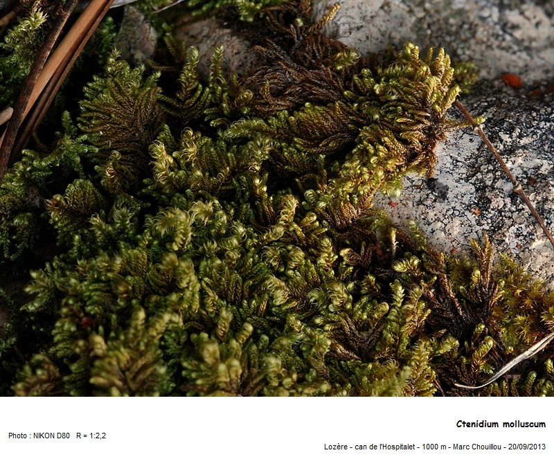 Ctenidium molluscum (Hedw.) Mitt. #35756