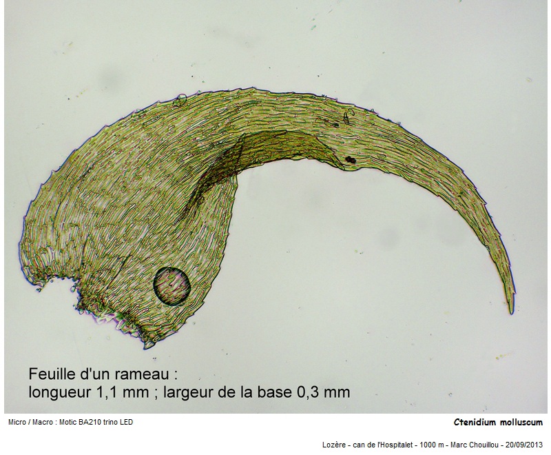 Ctenidium molluscum (Hedw.) Mitt. #35760