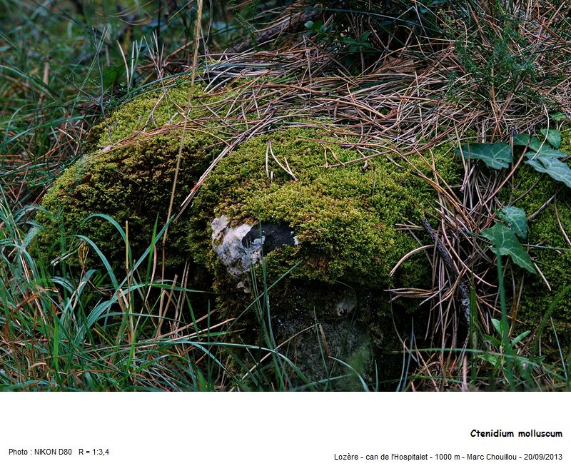 Ctenidium molluscum (Hedw.) Mitt. #35753