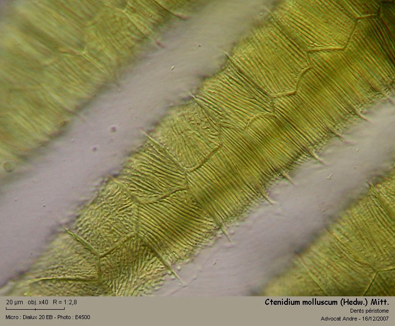 Ctenidium molluscum (Hedw.) Mitt. #1446