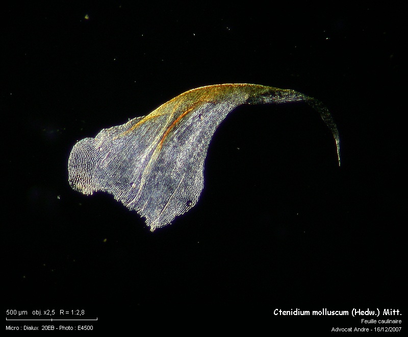 Ctenidium molluscum (Hedw.) Mitt. #8081