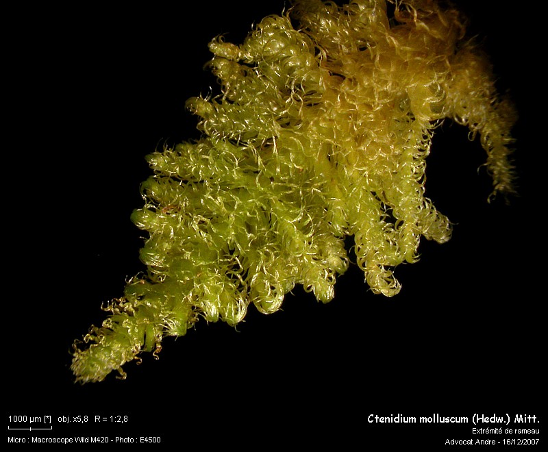 Ctenidium molluscum (Hedw.) Mitt. #8076