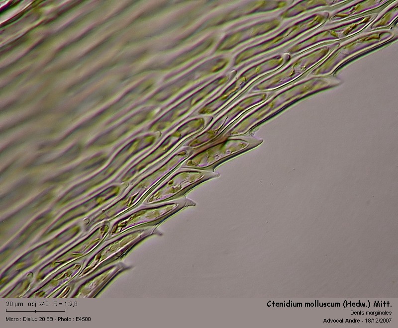 Ctenidium molluscum (Hedw.) Mitt. #1441