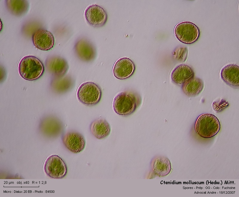 Ctenidium molluscum (Hedw.) Mitt. #8082