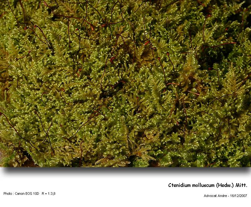Ctenidium molluscum (Hedw.) Mitt. #8075
