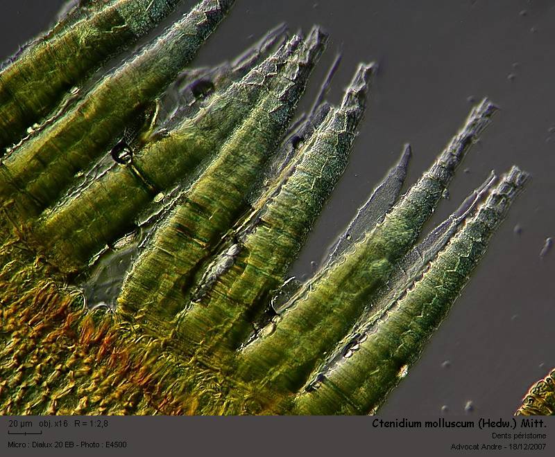 Ctenidium molluscum (Hedw.) Mitt. #1444