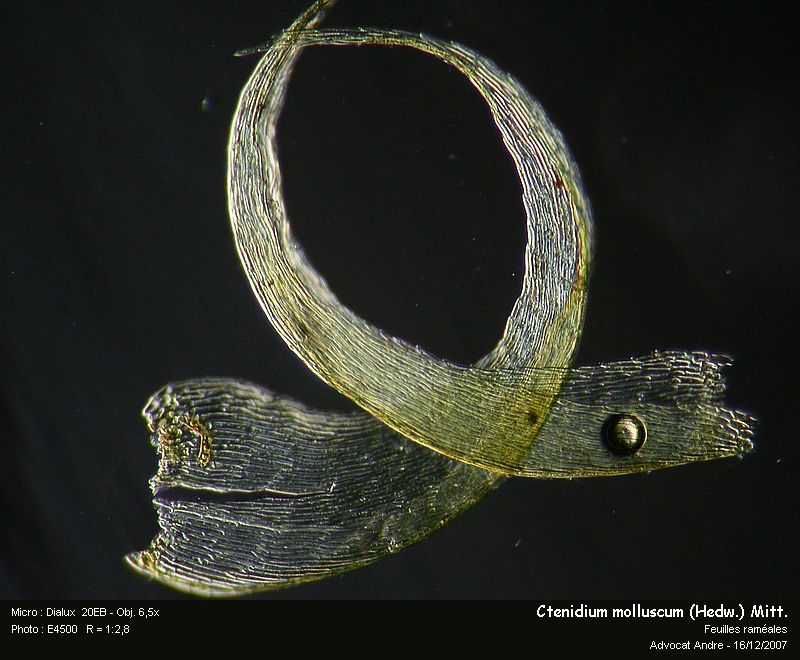 Ctenidium molluscum (Hedw.) Mitt. #8079