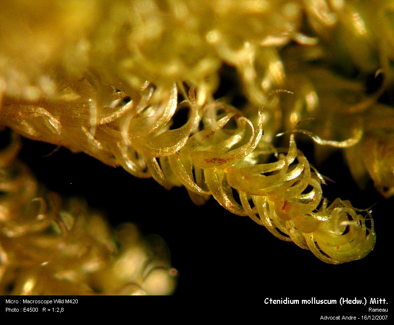 Ctenidium molluscum (Hedw.) Mitt. #8078