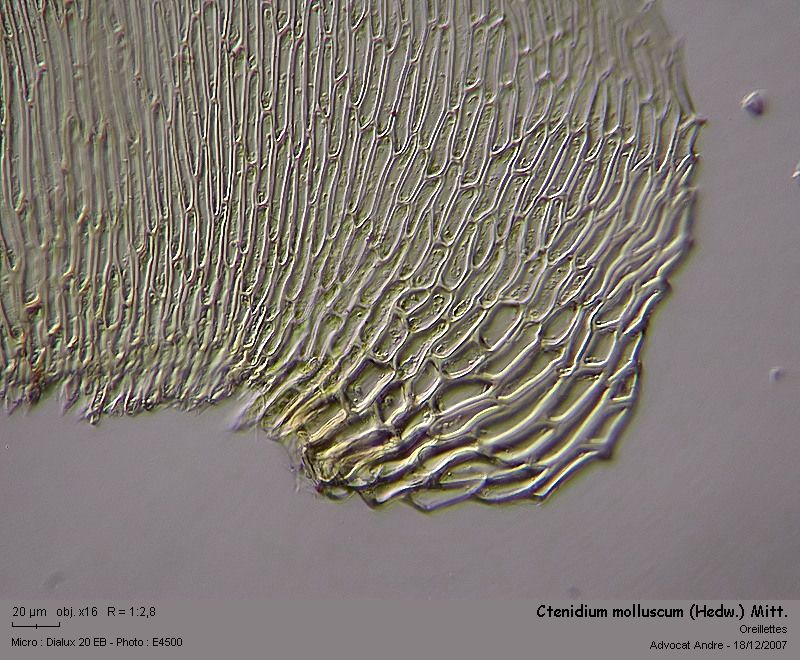Ctenidium molluscum (Hedw.) Mitt. #1440