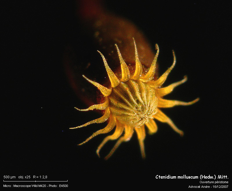 Ctenidium molluscum (Hedw.) Mitt. #1443