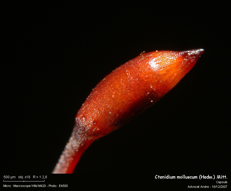 Ctenidium molluscum (Hedw.) Mitt. #1442