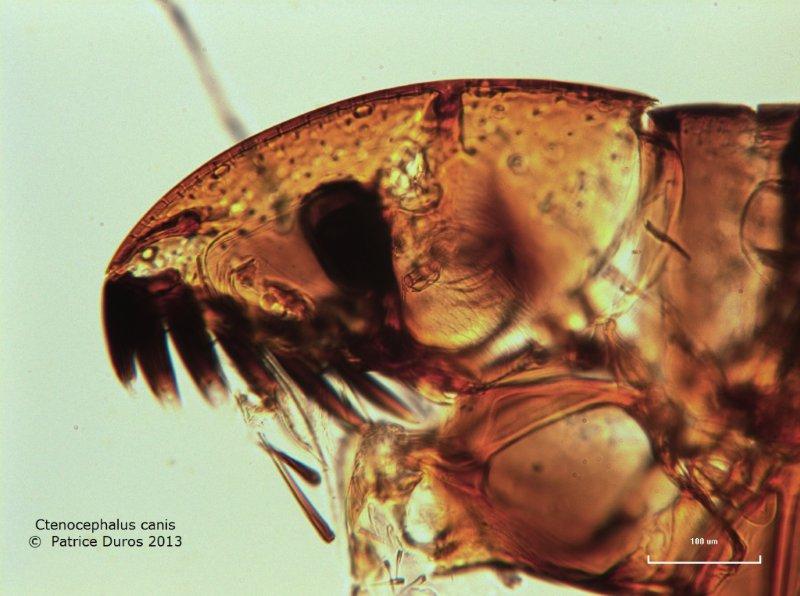 Ctenocephalides canis- puce du chien #29985