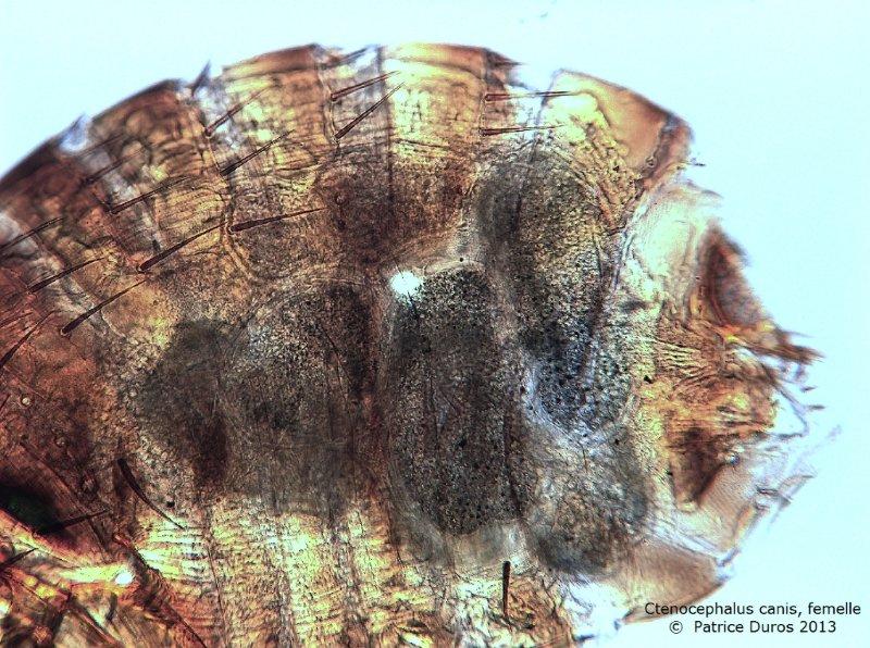 Ctenocephalides canis- puce du chien #29986