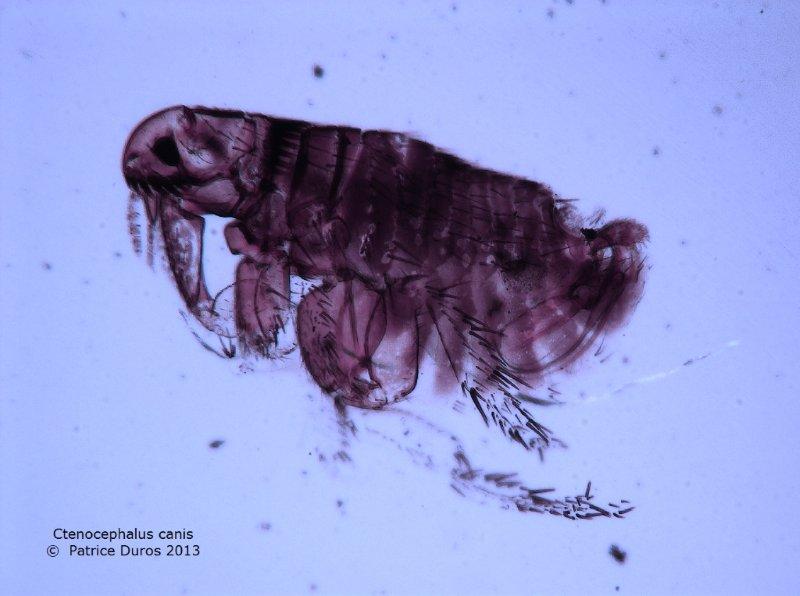 Ctenocephalides canis- puce du chien #29984